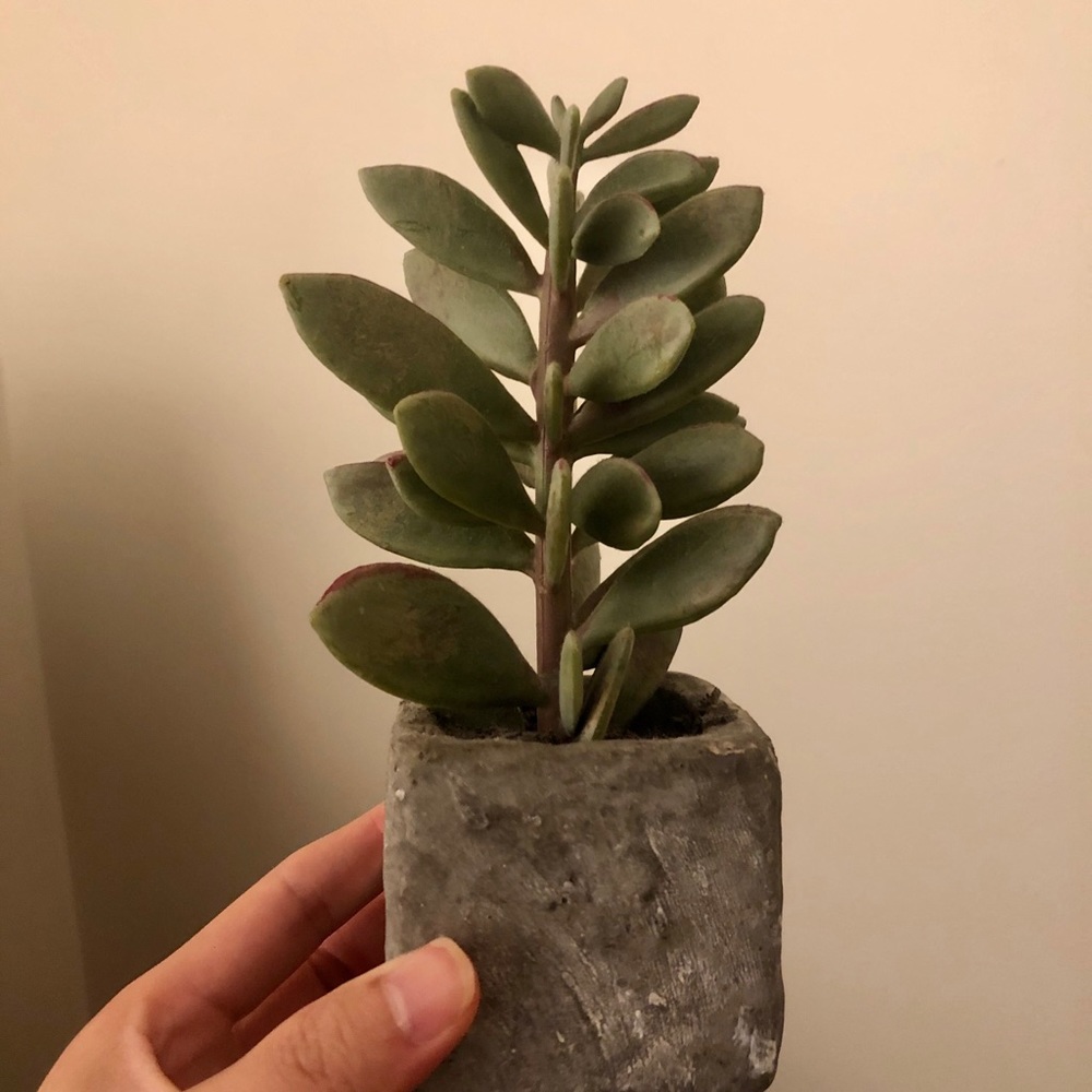 Crate & Barrel Faux Succulent